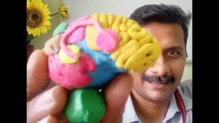 हिंदी में Language Areas in Brain मस्तिष्क में भाषा क्षेत्र [upl. by Sirak]