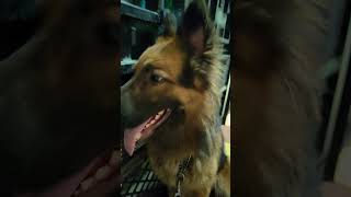 Dog bolane laga dog doglover trending ytshorts [upl. by Atiroc]