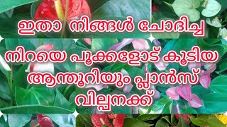 flowering anthurium plants for sale anthurium plant care pottingmix trending [upl. by Lienaj]