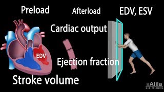 Cardiac Output Stroke volume EDV ESV Ejection Fraction [upl. by Reehsab]