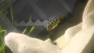 Sciaenochromis fryeri F2 subadult part2 [upl. by Ahsenaj]