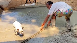 French Bulldog Walks All Over Wet Concrete [upl. by Bopp]