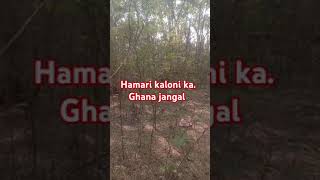 To hamare kaloni ka jangal morning time pass video [upl. by Nnaerb178]