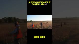 HUNTING PHEASANTS IN Kansas 🇺🇸 shorts shortsvideo kansas usa hunting [upl. by Hauck]