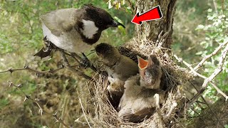 Yellow Vented Bulbul helps her chick to take worm in their throat BirdPlusAnimals [upl. by Lewak107]