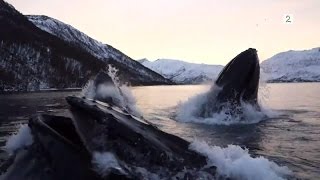 Norwegian fishermen have close encounter with humpback whales English subtitles [upl. by Enaffit282]