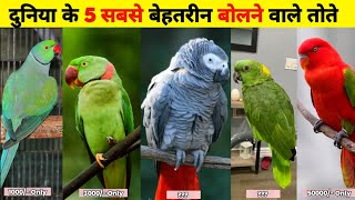 Top 5 Best Talking Parrot With Price  दुनिया में 5 सबसे ज्यादा बोलने वाले तोते [upl. by Eicaj]