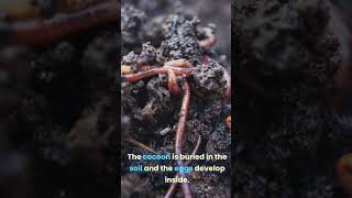 How can earthworms reproduce [upl. by Ocicnarf]