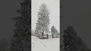 Sapin enneigéNordheim sous la neige [upl. by Ocana]