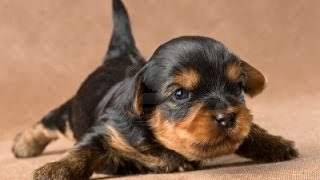 Yorkie Puppy Crying [upl. by Lalad]