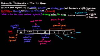 Prokaryotic Transcription Part 2 of 5  The lac Operon [upl. by Ahmar]