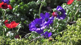 Schlossgarten im Frühlingsrausch [upl. by Blanka824]