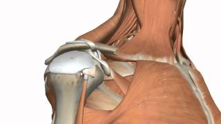 Shoulder Joint  Glenohumeral Joint  3D Anatomy Tutorial [upl. by Nordna593]