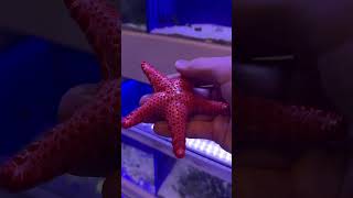 BEAUTIFUL STARFISH ðŸ¤© shorts starfish [upl. by Opportuna]