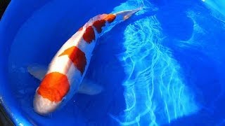 Koi Fish Selection  Jumbo 2 Year old Kohaku Koi from Japan [upl. by Ittap]