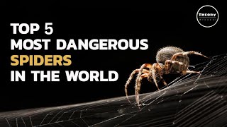 Most Poisonous Spiders in the World HINDI [upl. by Razal41]