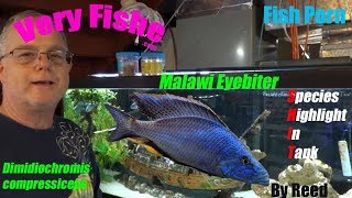 Malawi EyeByter  Dimidiochromis compressiceps Species Highlight In Tank [upl. by Wj818]