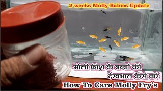 How to care Molly fish frys  4th weeks update on Molly fish frys [upl. by Yecart668]