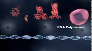 What is gene regulation [upl. by Langan997]