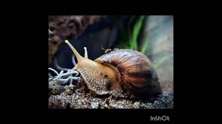 Snails teeth facts mystery video animals trending wildlife history entertainment travel [upl. by Anytsyrk]