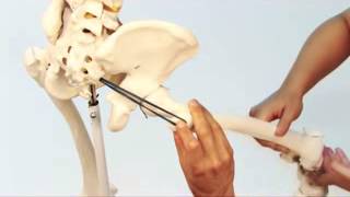 Piriformis Muscle Medially Rotates with Dr Joe Muscolino [upl. by Ardnaid]