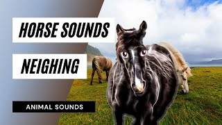 Horse Sounds Horse Neighing  horses neighing  horses sounds  animal sounds  horse sound effect [upl. by Jaycee]