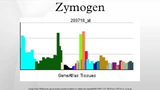 Zymogen [upl. by Benjie]