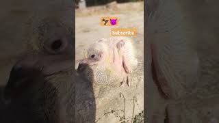 Landi buchi song 😈😈🦅kabutar pigeon [upl. by Arracat]