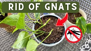 How to Get Rid of Gnats in Houseplant Soil [upl. by Kentigerma]