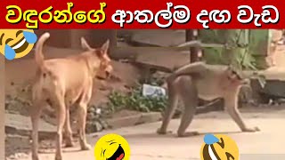 Monkey Funniest Moment Part 2 In Sinhala [upl. by Oiredised880]