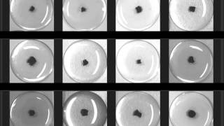 Experimental study of decanol droplets behavior in the presence of decanoate and salt [upl. by Alfonzo658]