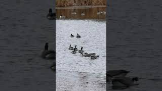 Canada goose have a meeting [upl. by Marwin]