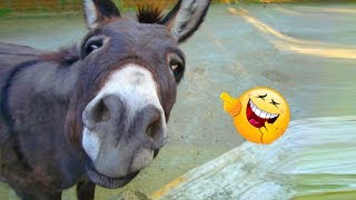 Funniest 😂 Donkey 🐴 Video Compilation Ever ｜2019 [upl. by Atiugram604]