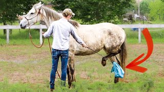 Please Do This With Your Horses How I Desensitize A Horse To A Plastic Bag 3 Steps [upl. by Nick]