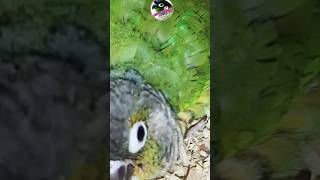 Green Chik Conure Breeding progress  Yellow sided conure breeding progress  pineapple conure breed [upl. by Yerot]