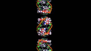 The intercalation of daunomycin [upl. by Stefa]