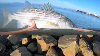 Limit OutStriped bass fishing offshore  Bay Area at “The Hot Water” in San Pablo Ca [upl. by Chitkara]