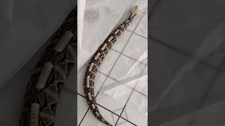 Gaboon Viper rib walkin [upl. by Ticon338]