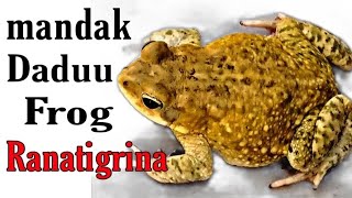 daduu  mandak  frog  ranatigrinaabbasmaths [upl. by Ranique]