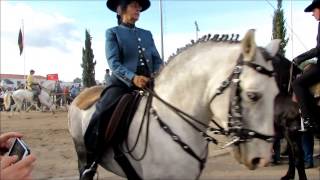 Feira do Cavalo  Horse Fair  Golegã Portugal [upl. by Ttehr]