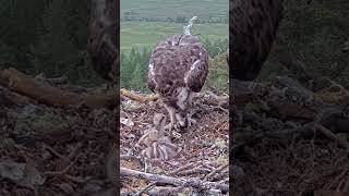 P296 Review birds nest life mom birds brings food to feed her babies in their nest birdslover [upl. by Anitsyrk]