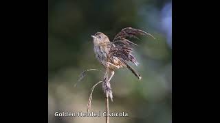 GoldenHeaded Cisticola australianbirds australiannativebirds [upl. by Maegan]