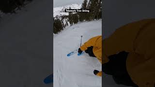 Telemark Turns in The Trees  Utah freeheellife spreadtelemark ski [upl. by Drawets]