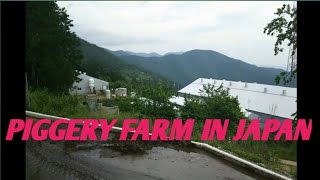 PIGGERY FARM HERE IN JAPAN [upl. by Idoc]