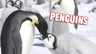 Discover the Fascinating World of Penguins  An InDepth Exploration [upl. by Artinad]