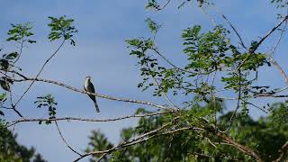 yellow billed cuckoo arrived in Panama shorts [upl. by Giffer]