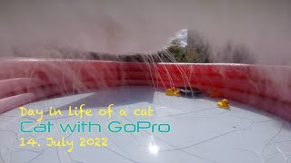 Cat with GoPro enjoying the pool in summer [upl. by Imyaj]