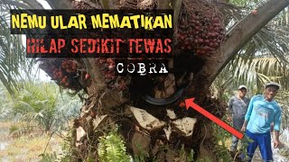 Berbahanya Panen Sawit Buah LebatBesar Resikonya [upl. by Attekram664]