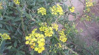 Yellow Orchid Vine MascagniaGallaeum macroptera [upl. by Shaya]