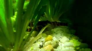 Kuhli Loaches Love Peas [upl. by Heffron]